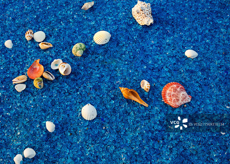 散落在蓝色沙滩上的各种贝壳图片素材