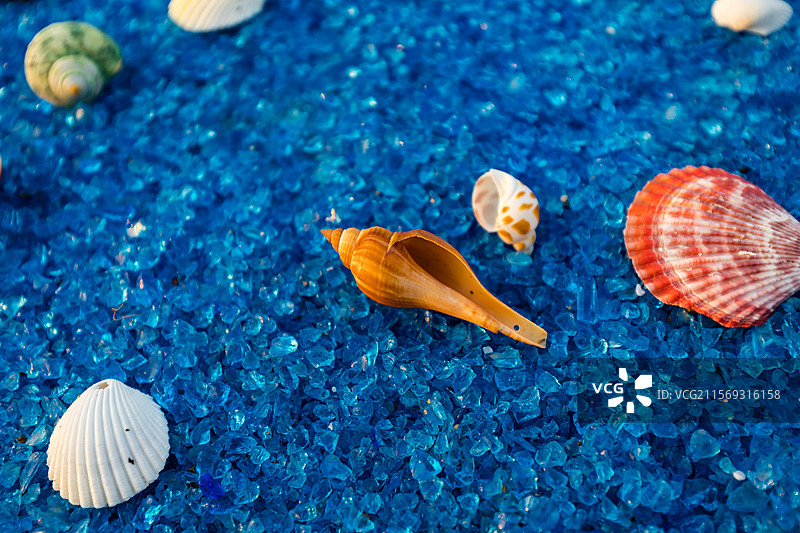散落在蓝色沙滩上的各种贝壳图片素材