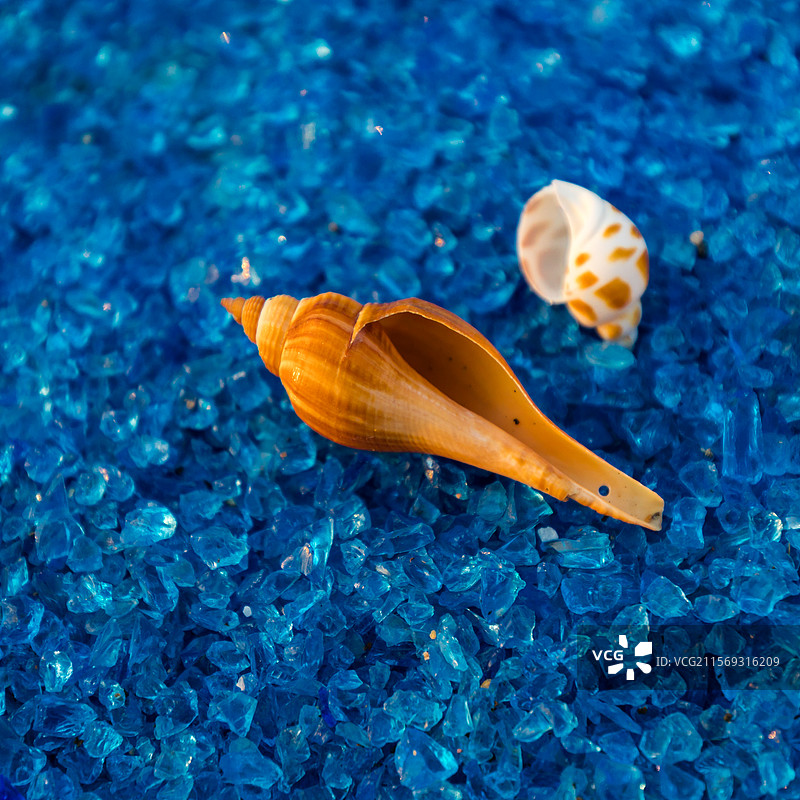 散落在蓝色沙滩上的各种贝壳图片素材