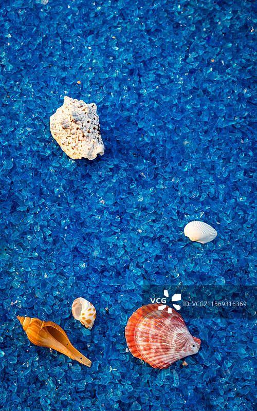 散落在蓝色沙滩上的各种贝壳图片素材