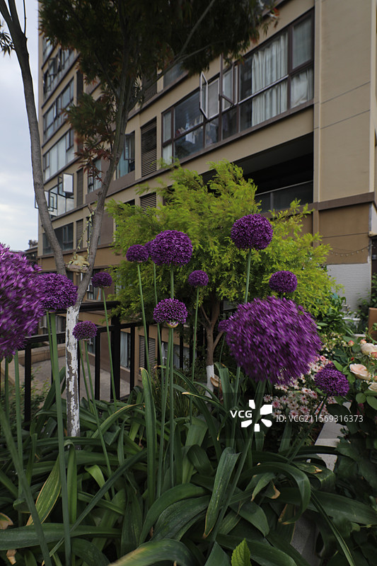 露台花园图片素材