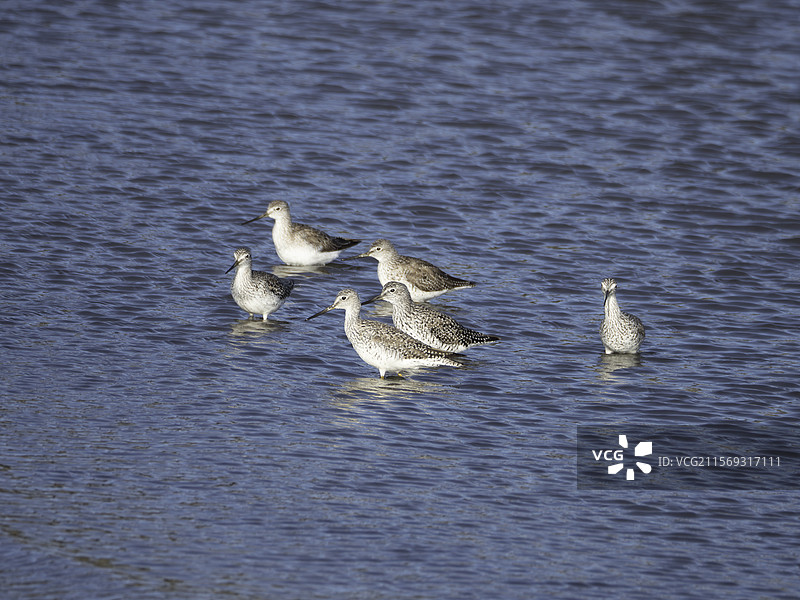 水面上的大黄脚鹬图片素材