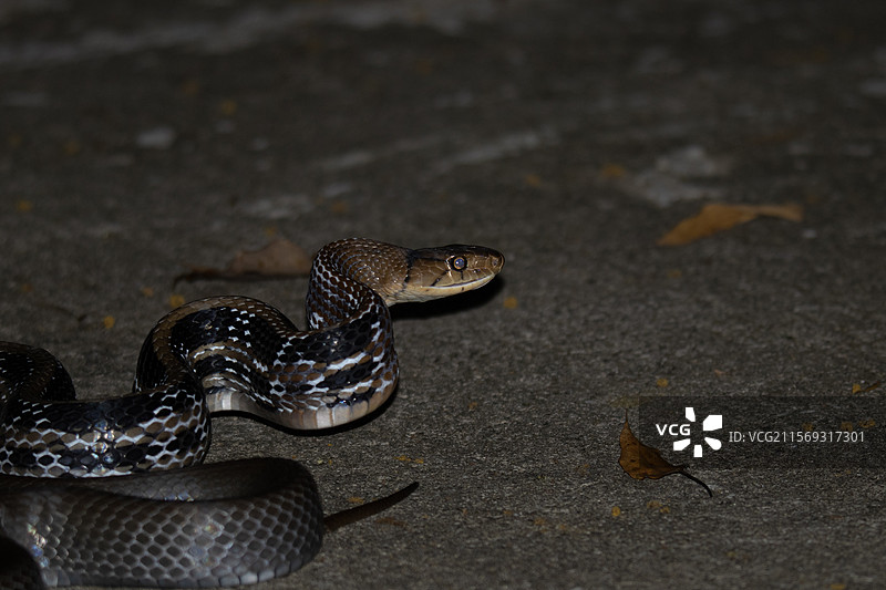 三索锦蛇图片素材