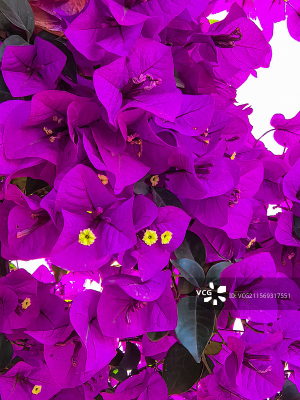 中国贵州省六盘水盘州市响水镇五月盛开的鲜艳三角梅图片素材