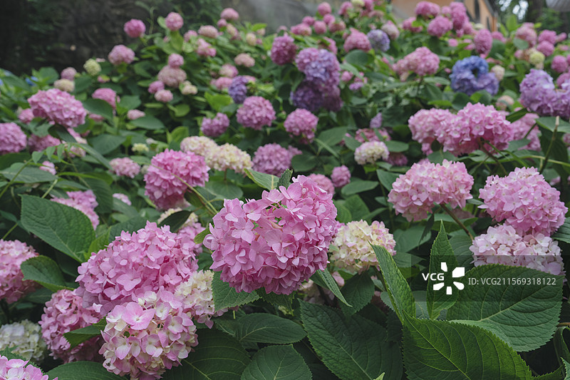 无尽夏图片素材