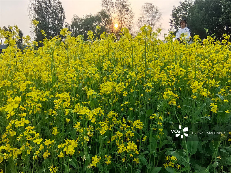 位于辽宁省沈阳市和平区长白岛森林公园南京桥东，大面积的油菜花盛开，吸引市民前来赏花拍照。图片素材