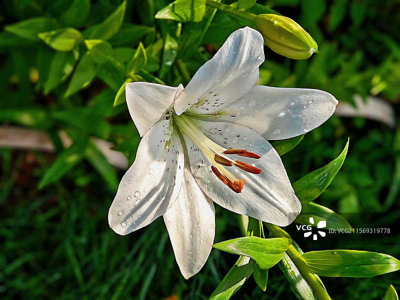 麝香百合图片素材