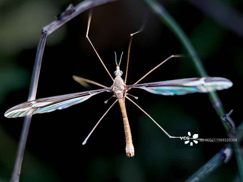 长脚蚊图片素材