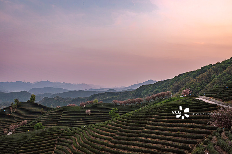 拔山村茶山傍晚时分图片素材