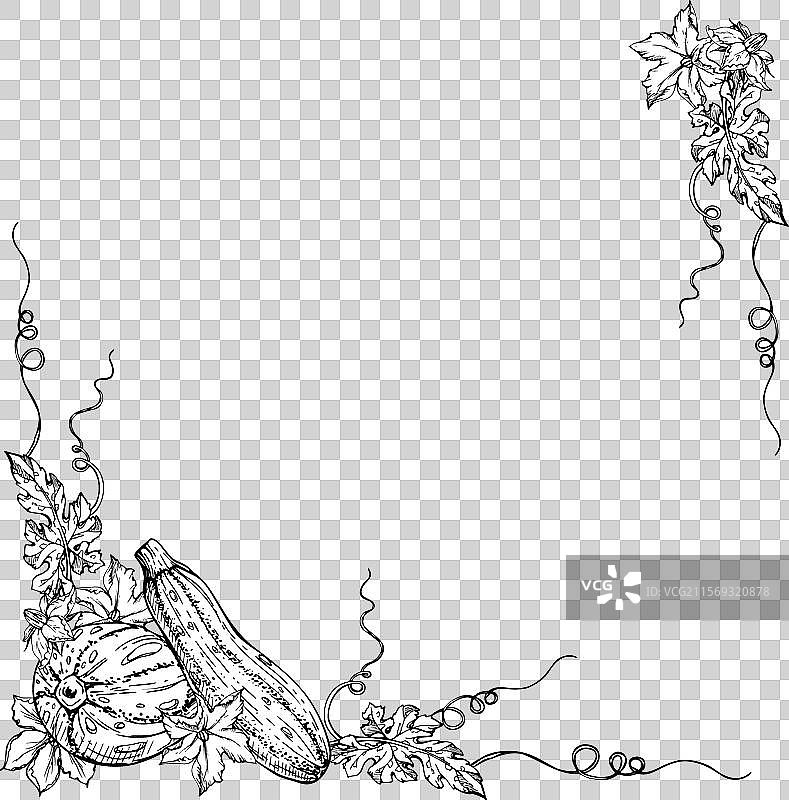 手绘墨水的骨髓西葫芦南瓜图片素材