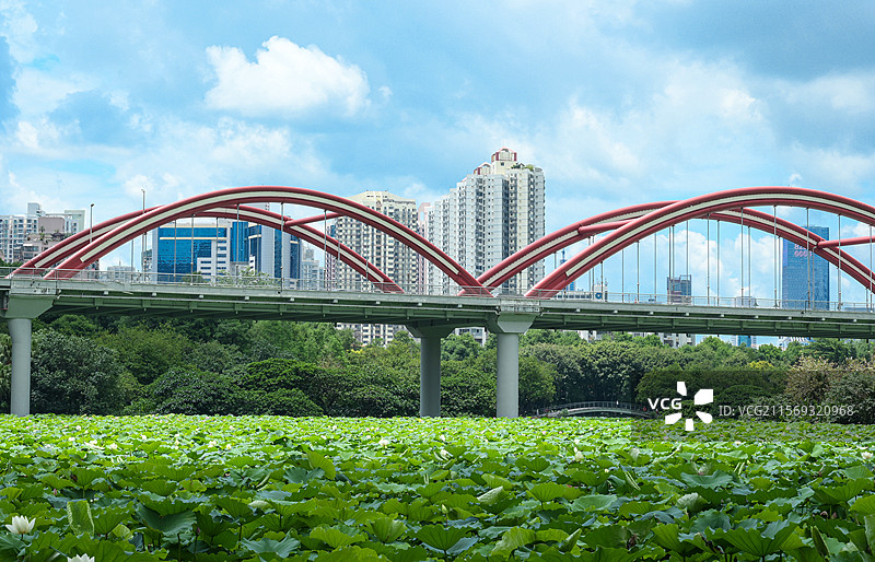 荷塘映衬下的深圳城市天际线下的彩虹桥图片素材