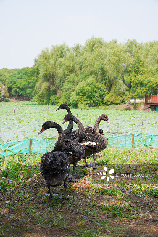 公园里的天鹅岛图片素材