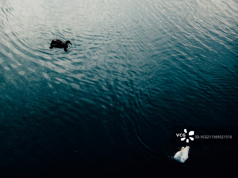 湖水与鸭子图片素材