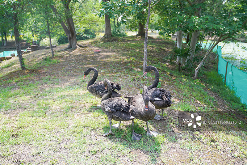 公园里的天鹅岛图片素材