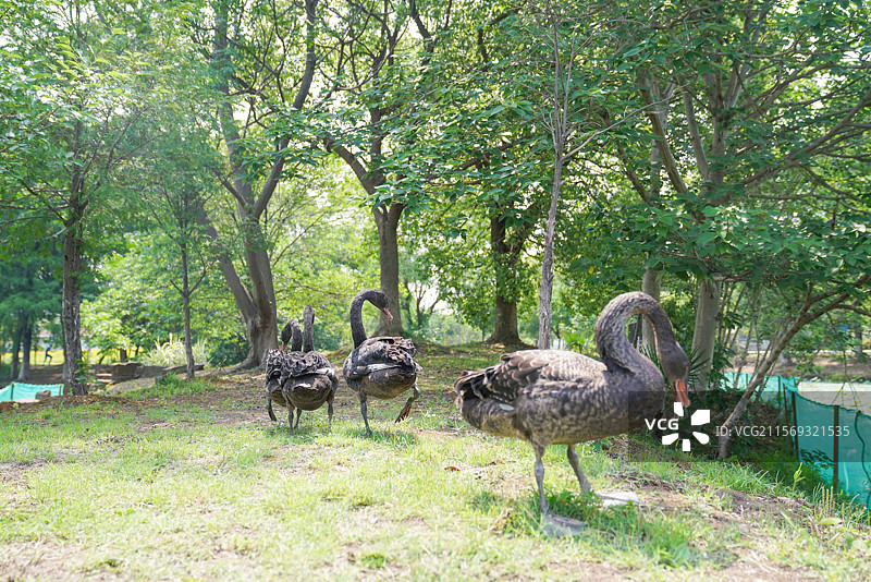 公园里的天鹅岛图片素材