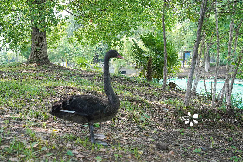 公园里的天鹅岛图片素材