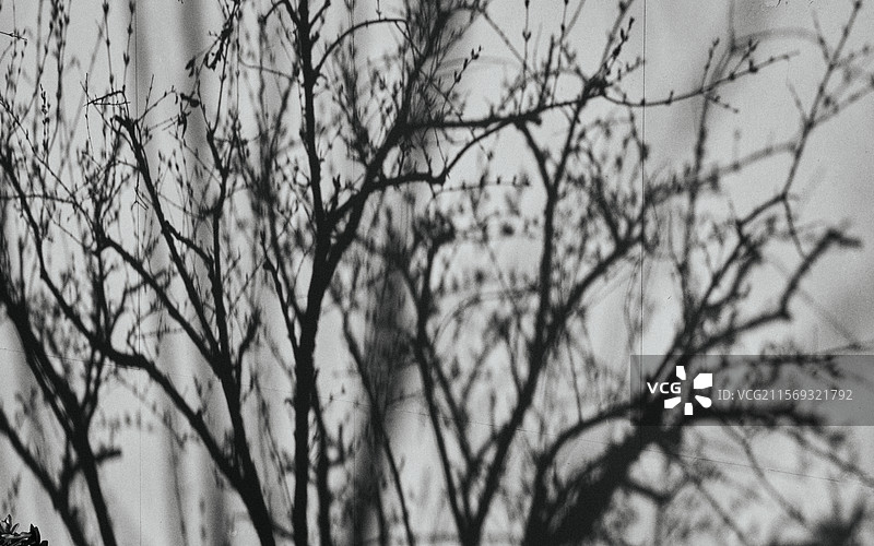 春天阳光照射下树枝在墙上的影子图片素材