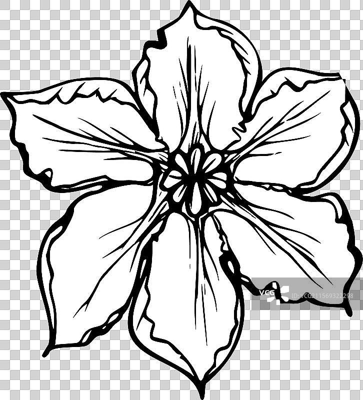 手绘墨水南瓜、 squash、叶子和花的素描图片素材