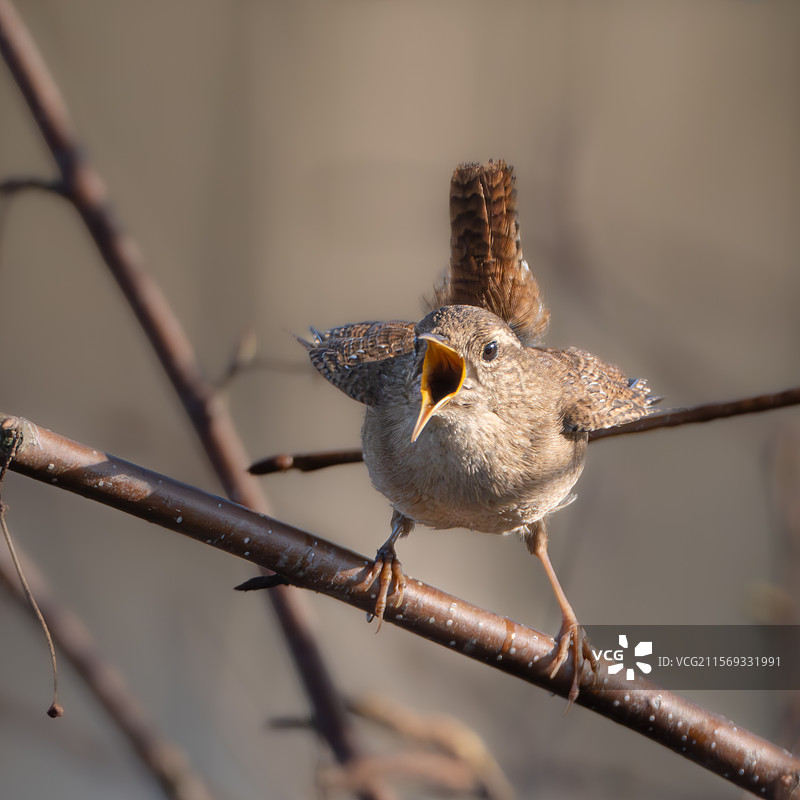 鸟儿栖息在树枝上的特写镜头图片素材