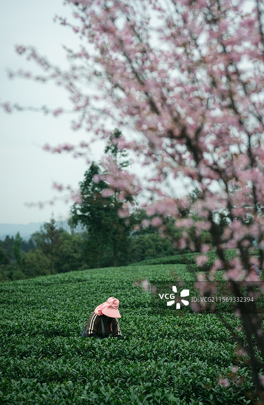 农民戴着粉色帽子在采茶图片素材