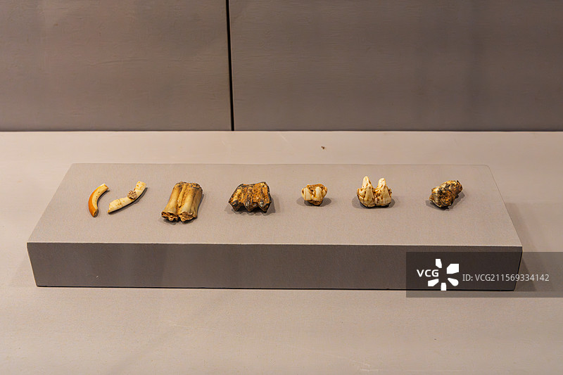 博物馆展出的古代牙齿化石图片素材