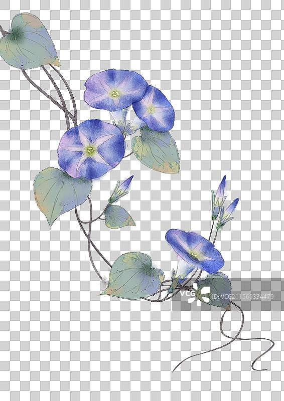 牵牛无背景图片素材