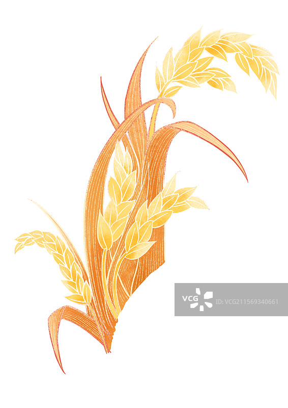 金秋麦穗收获手绘插画图片素材