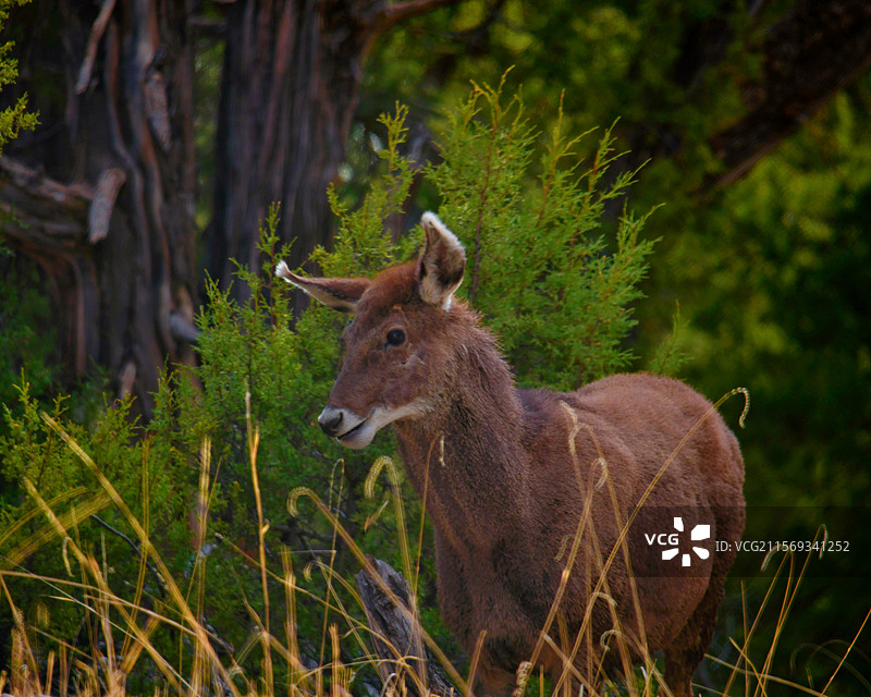 昂赛大峡谷树丛中的白唇鹿图片素材