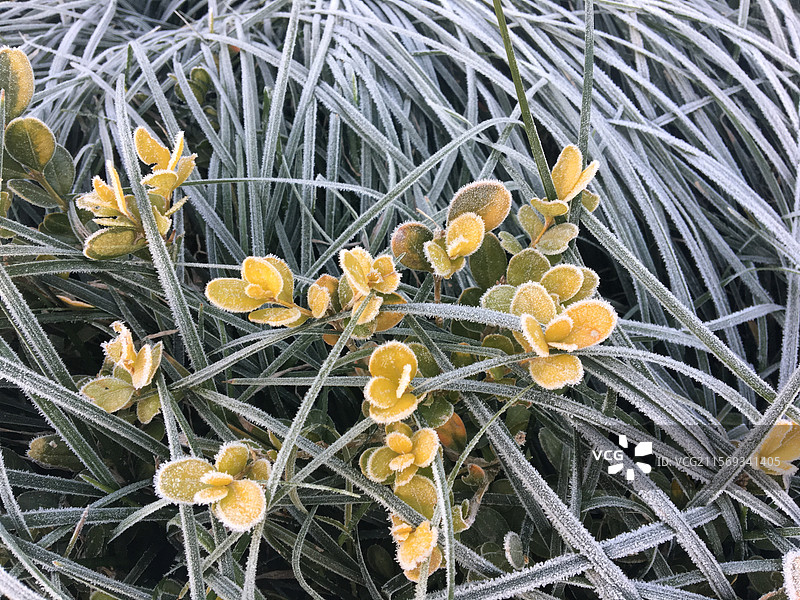 霜降-冬季被霜覆盖的植物图片素材
