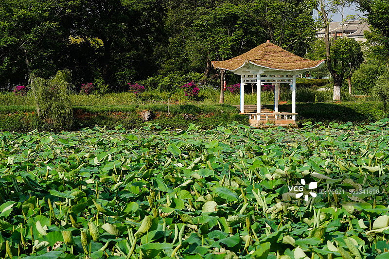 昆明夏季大观公园荷塘长廊风光图片素材