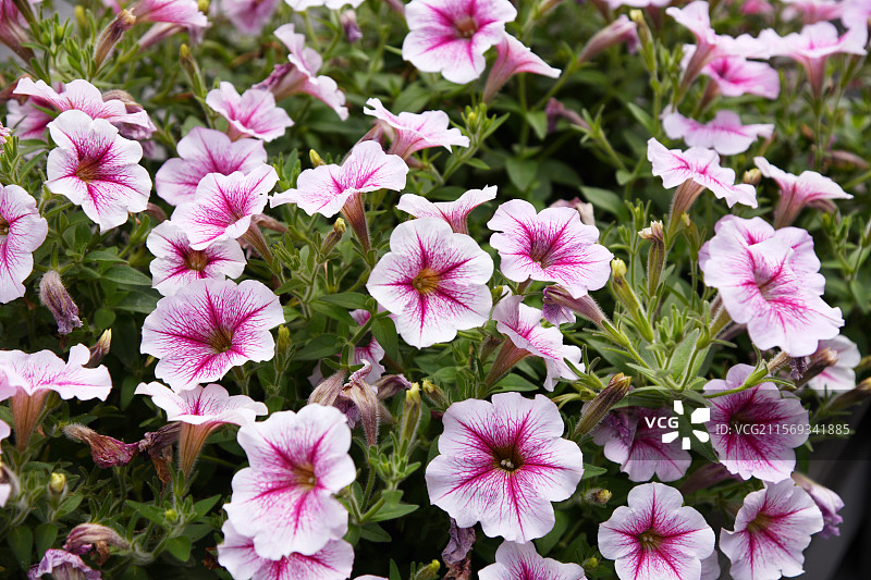 矮牵牛花卉特写图片素材