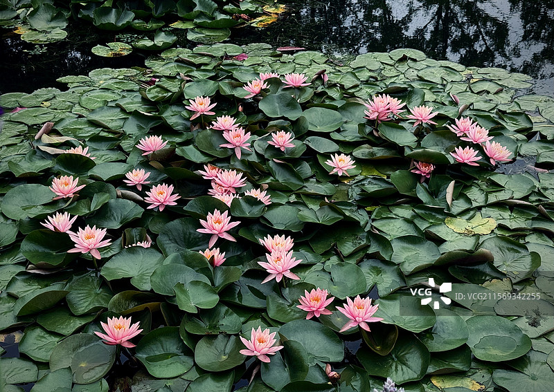 映日荷花别样红，莲花，睡莲图片素材
