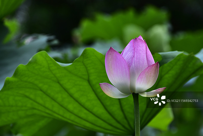 深圳夏天池塘里含苞待放的粉红色荷花特写图片素材