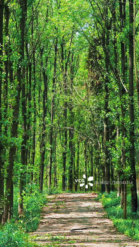 林荫道图片素材