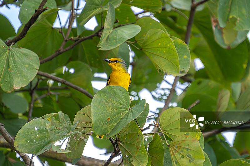 长尾山椒鸟图片素材