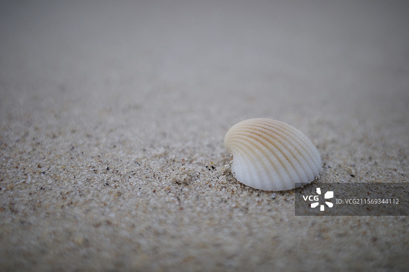惠州巽寮湾海边沙滩上的贝壳图片素材