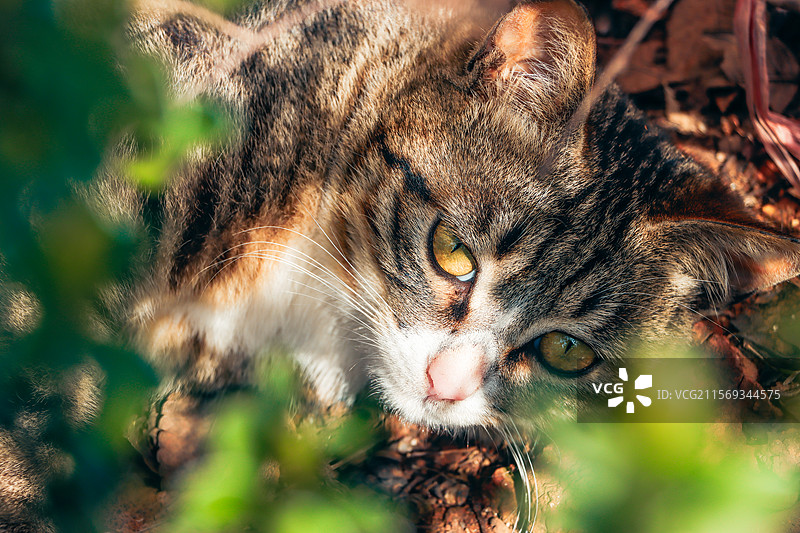 躺着休息的猫猫图片素材