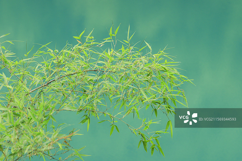 杭州富阳深里村小九寨翠竹绿水风光图片素材