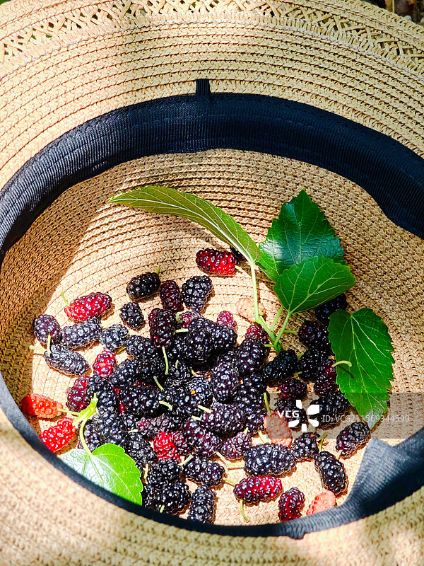 草帽里的桑椹果图片素材