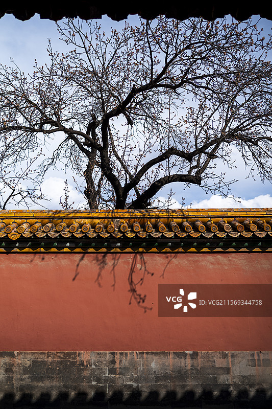 北京故宫春季宫苑红墙杏花开放古代宫殿历史文化图片素材