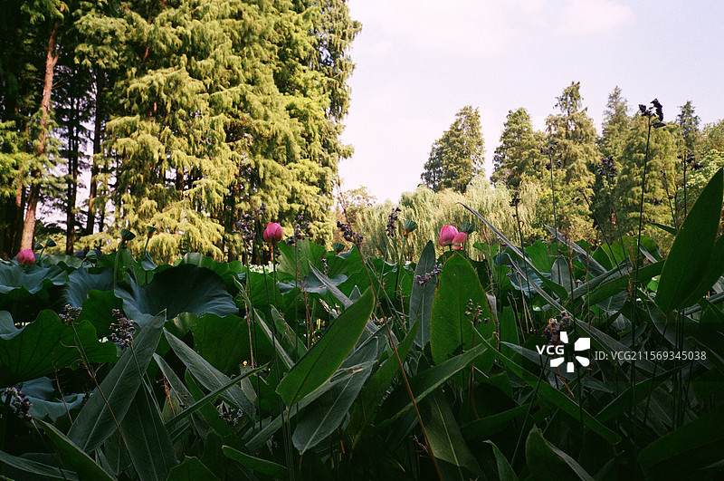 荷花图片素材