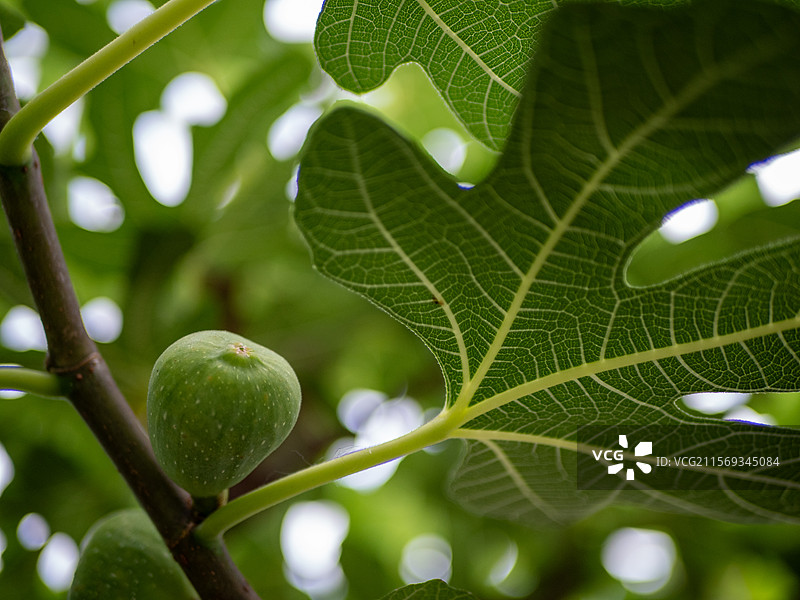 无花果叶片纹理，户外正午阴天自然光拍摄图片素材