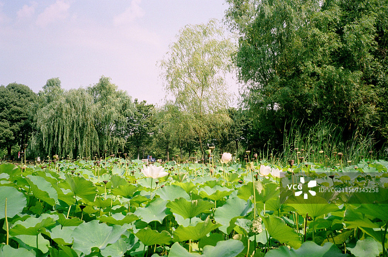 荷花图片素材