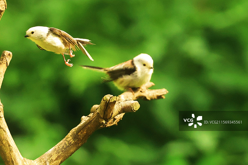肥嘟嘟的银喉长尾山雀图片素材