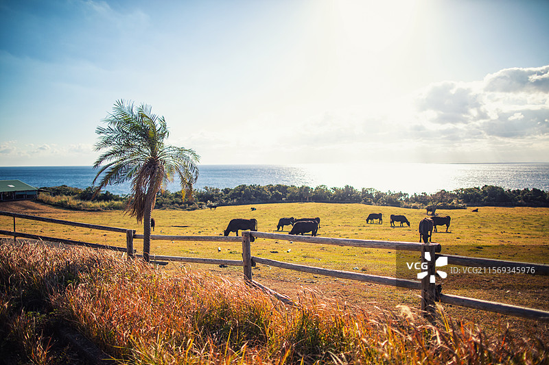 亚洲日本鹿儿岛县屋久岛的牧场图片素材