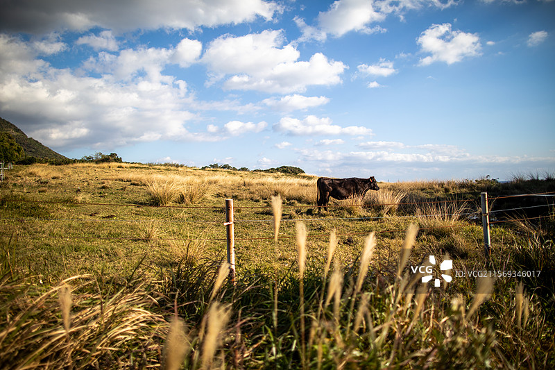 亚洲日本鹿儿岛县屋久岛的牧场图片素材