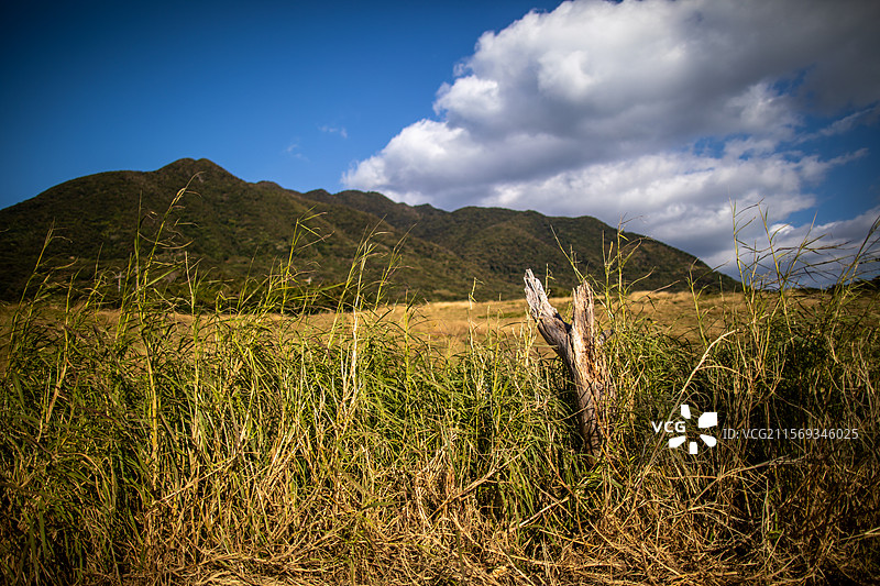 亚洲日本鹿儿岛县屋久岛的牧场图片素材