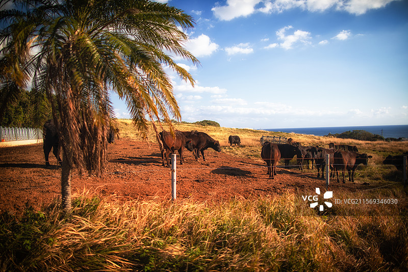 亚洲日本鹿儿岛县屋久岛的牧场图片素材