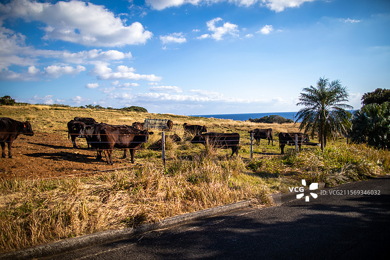 亚洲日本鹿儿岛县屋久岛的牧场图片素材