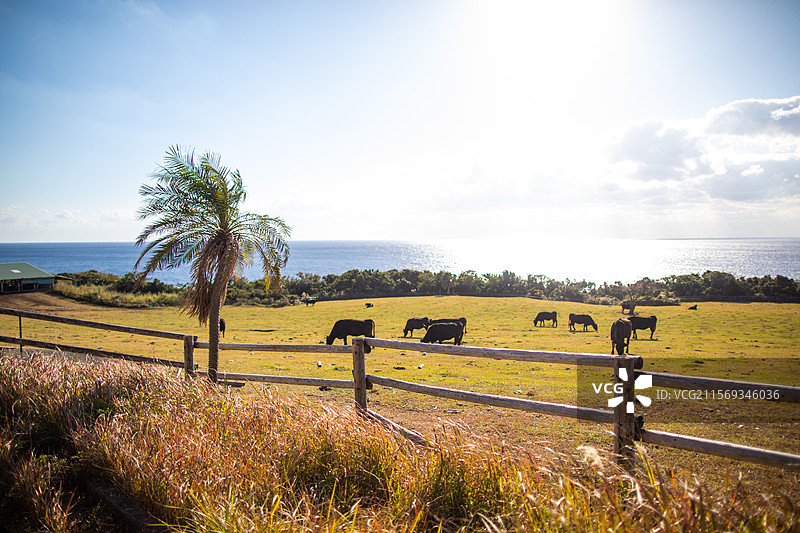 亚洲日本鹿儿岛县屋久岛的牧场图片素材